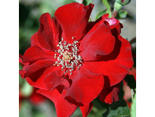 Rosa park Castella.jpg