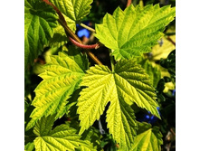 200���. ����� ������������ ������.jpg