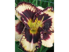 Hemerocallis Moussaka �������� ������� € 2,30 167,90���..jpg