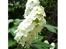 153���. ��������� ����������� ���� ����.jpg