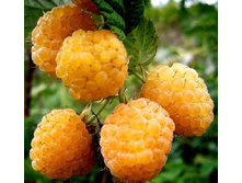 ������ ��� ����-179.jpg