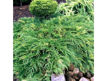 102,5���. ���������� Microbiota decussata Goldspot_P10,5 rond.jpg