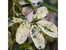 Akebia quinata Variegata ������ ����������� ��������� 2 ltr € 5,95 446,46�..jpg