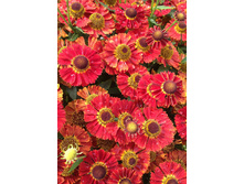 95,55���. �������� ������� ������(�������� ���� �� 2 ��., ����������� ����� 1��.).jpg