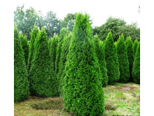 ��� Thuja occ. Smaragd P19/C3 (80-100 CM)-6,76