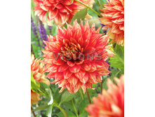 Dahlia Dazzling Magic �������� �������� ������ € 0,90 65,70���..jpg