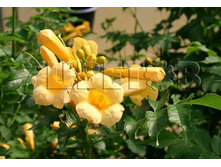 Campsis radicans Flava ������� ������������� ����� 2 ltr € 6,06 454,33�..jpg