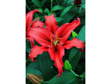 42,5���. ����� �����(��� 5 ��. ���������� �� 2��.)���17.jpg