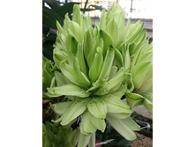 55,37���. ����� ������� ����(�������� ���� �� 3 ��., ����������� ����� 1��.).jpg