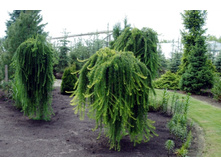 1480,6���. ����������� Larix kaempferi Stiff Weeper (120��).jpg