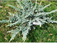 102,5���. ������������ Juniperus conferta Silver Mist.jpg