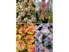 243,2���. ������� ��� ��� Master Painter™(�������� ���� �� 1 ��., ����������� ����� 1��.).jpg