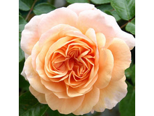 Rosa floribunda Sangerhäuser Jubiläumsrose.jpg
