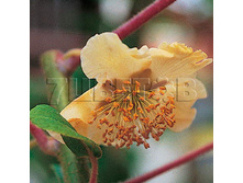 Actinidia arguta Weiki m ��������� ������ ����� (���� �������) 2 ltr € 5,61 420,58�..jpg