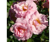 Rosa park Rosario.jpg