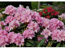 ����������� ���������� �����������-301