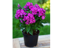 112,9���. ����� ������� ������(�������� ���� �� 2 ��., ����������� ����� 1��.)���17.jpg