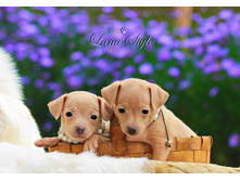 ������� ��������