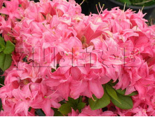 Azalea knap hill Homebush ������ ���-���� ������� -27�C 5 ltr 50-60 € 14,56 1 092,11�..jpg