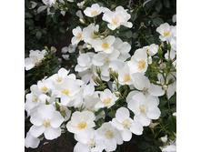 Rosa groundcover Escimo.jpg