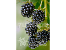 Rubus fruticosus Loch Ness ������� ������������� ��� ���� 2 ltr € 5,80 435,21�..jpg