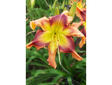 219,5���. �������� ����� ������(�������� ���� �� 1 ��., ����������� ����� 1��.)���17.jpg