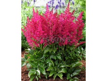 78,15���. �������� ���� ���� ���(�������� ���� �� 2 ��., ����������� ����� 1��.).jpg