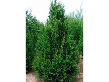 ��� Thuja plicata Can-Can-86,70.jpg