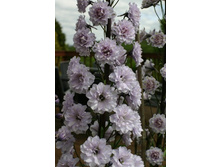 243,2���. ���������� HIGHLANDER �� ��(�������� ���� �� 1 ��., ����������� ����� 1��.)���16.jpg