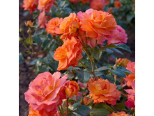 Rosa floribunda Morning Sun.jpg