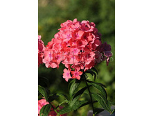 Phlox paniculata Grenadine Dream ����� ����������� �������� ���� € 1,16 84,68���..jpg