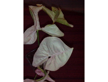 ��������� Neon Pink