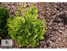 102,5���. ����������� Chamaecyparis obtusa Meroke_P9 10-15.jpg