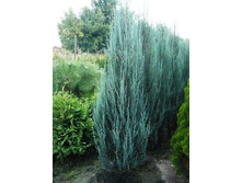 97,2���. ������������ Juniperus scopulorum Blue Arrow.jpg