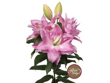 57,68���. ����� ROSELILY �����(�������� ���� �� 5 ��., ����������� ����� 1��.)���17.jpg