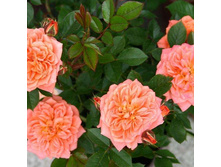 Rosa miniature Ninetta.jpg