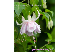 ������ Princess Kaja