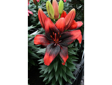 29,84���. ����� ����� �����(��� 5 ��. ���������� �� 2��.)���17.jpg