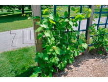 Vitis Green Wonder �������� ���� ������ 2 ltr € 5,20 390,21�..jpg