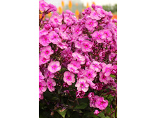 78,15���. ����� ������(�������� ���� �� 2 ��., ����������� ����� 1��.)���17.jpg