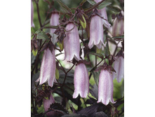 149,25���. ����������� ������� �����(�������� ���� �� 2 ��., ����������� ����� 1��.).jpg