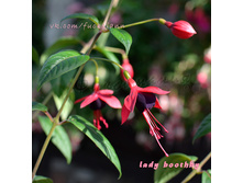 ������ Lady Boothby