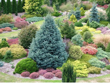 329,6���. ����� Abies lasiocarpa Compacta_P9.jpg