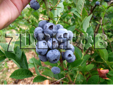 Vaccinium corymbosum Bluegold �������� ������������ ������� -22�C 2,5 ltr 30-40 € 6,36 477,17�..jpg