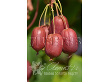 Actinidia arguta Scarlet September Kiwi ��������� ������ ������� �������� ���� 2 ltr € 6,81 510,58�..jpg