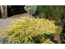 86,7���. ������������ Juniperus communis Goldschatz.jpg