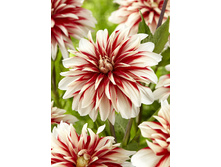 81,8���. �������� ������� ����(�������� ���� �� 1 ��., ����������� ����� 1��.)���17.jpg