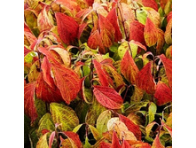 ����� ������.jpg