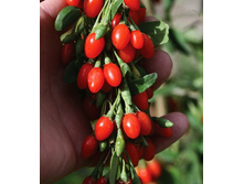 200���. ������ ������������ ��� ���.jpg