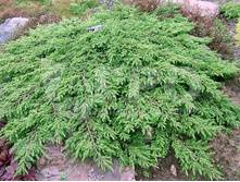 86,7���. ������������ Juniperus communis Green Carpet_P9 12-15.jpg